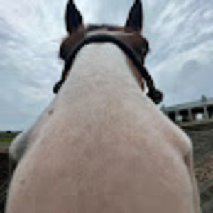 Meet your Posher, Trinity